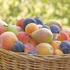 Plum and pear fruit compote