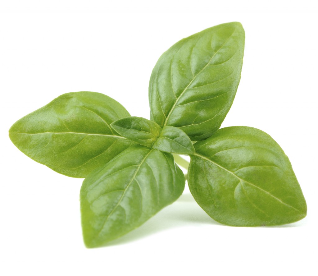 Basil